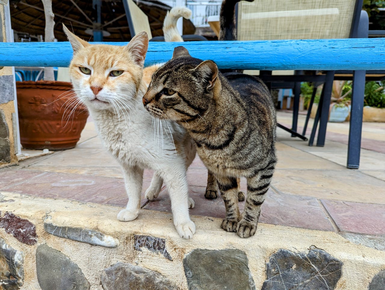 Home Two domestic cats, one ginger and one tabby, interacting warmly outdoors at a cafe in Agia Galini, Greece.