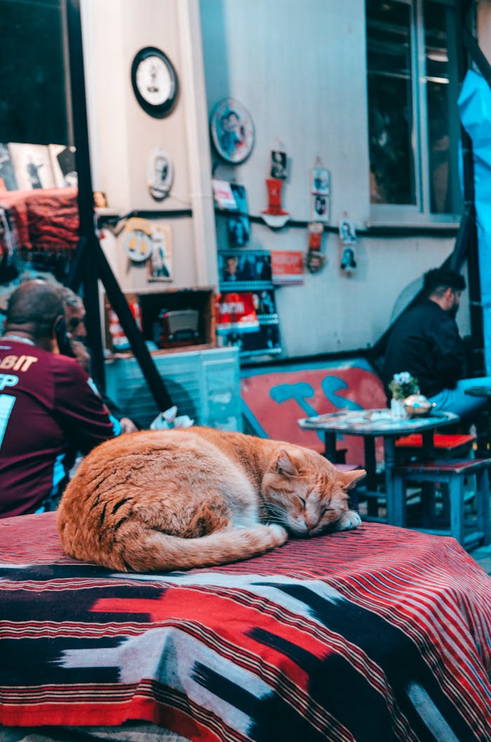 Home A ginger cat peacefully sleeps on a patterned cloth in an urban cafe setting, surrounded by decor.