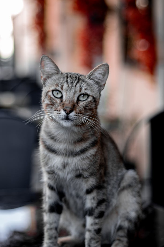 Home Adorable tabby cat with striking eyes sitting indoors, captured in a stunning portrait.