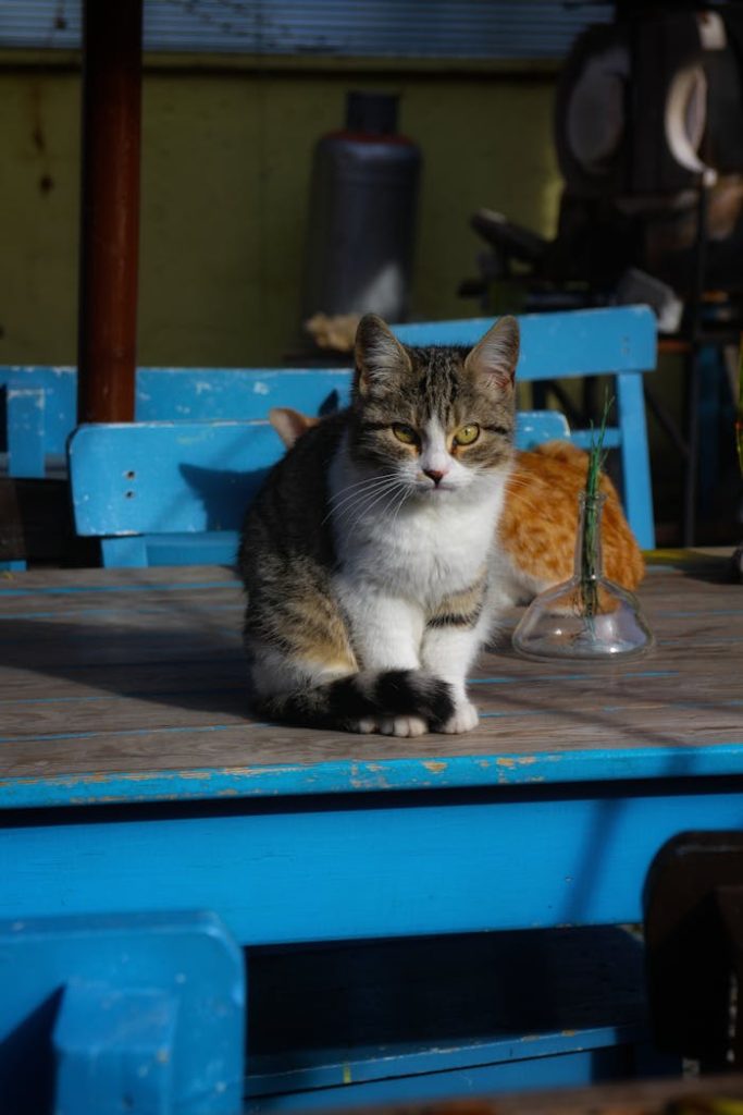 pexels photo 19381523 A ginger and white cat sitting on a rustic blue table outdoors at a café in Eskişehir, Türkiye.