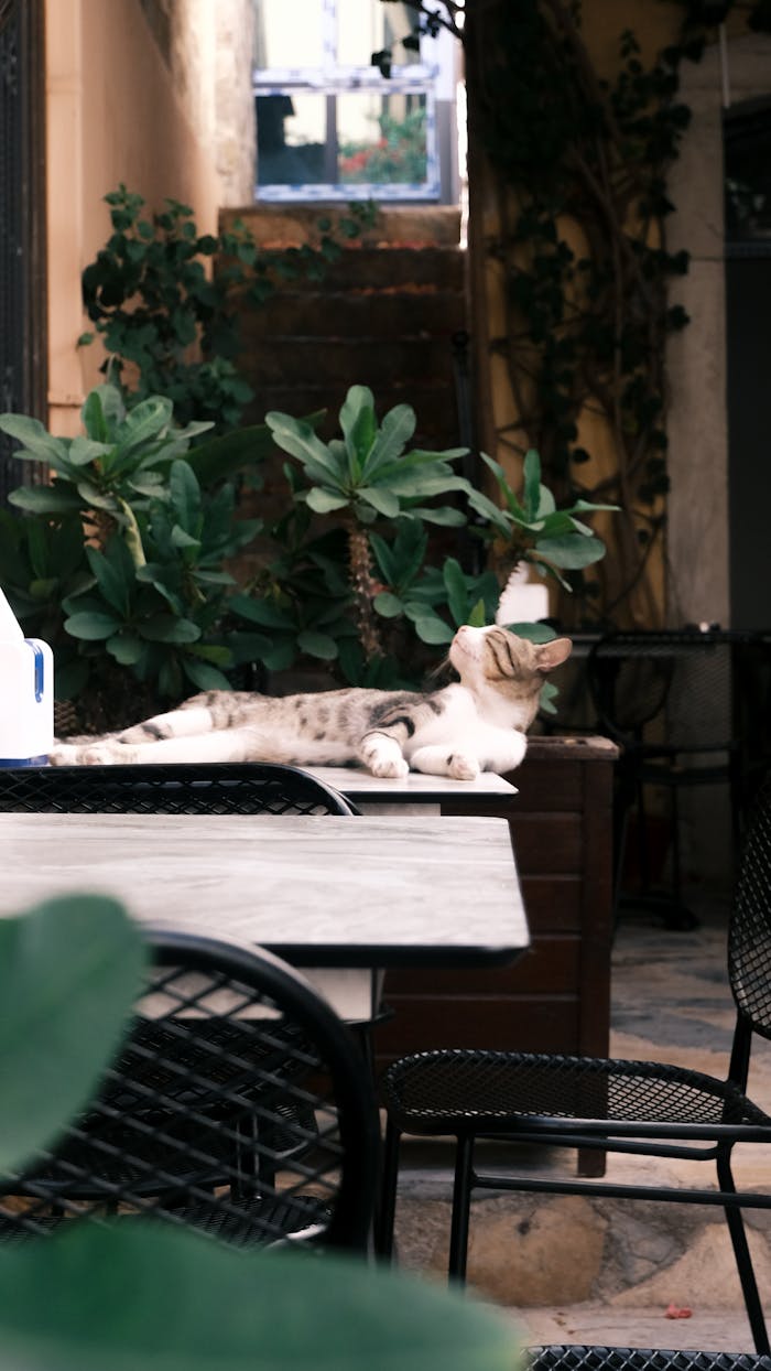 A cat relaxes in an ambient outdoor café, surrounded by lush plants.