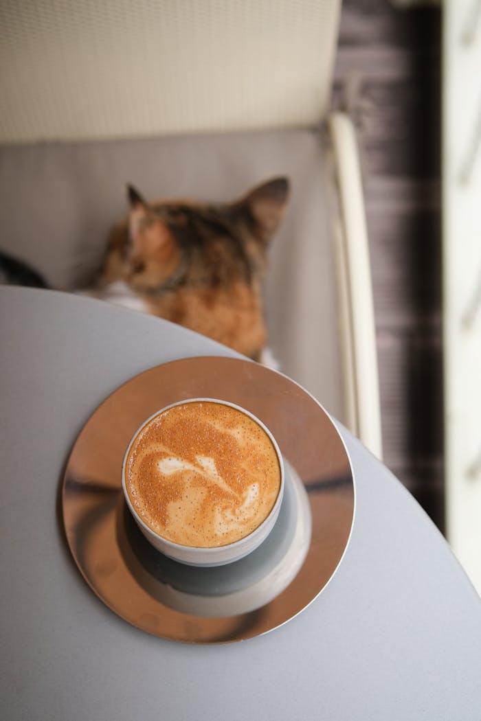 Home Aerial view of latte art coffee on table with a resting cat in Istanbul café.