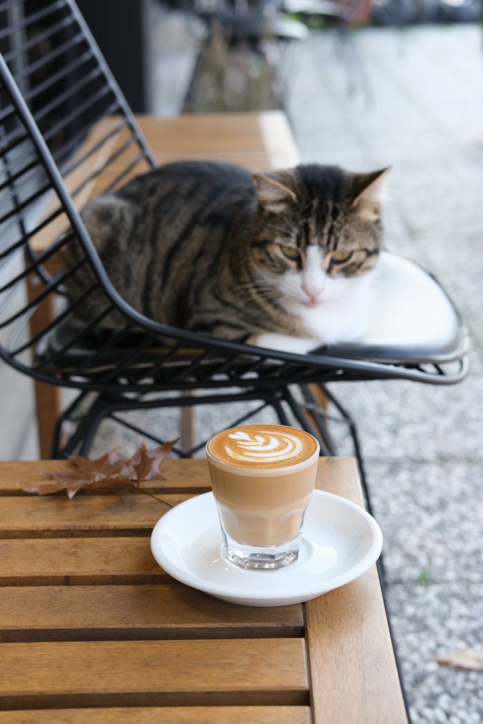 Home A cozy cappuccino with latte art beside a resting cat in an outdoor café in İstanbul, Türkiye.