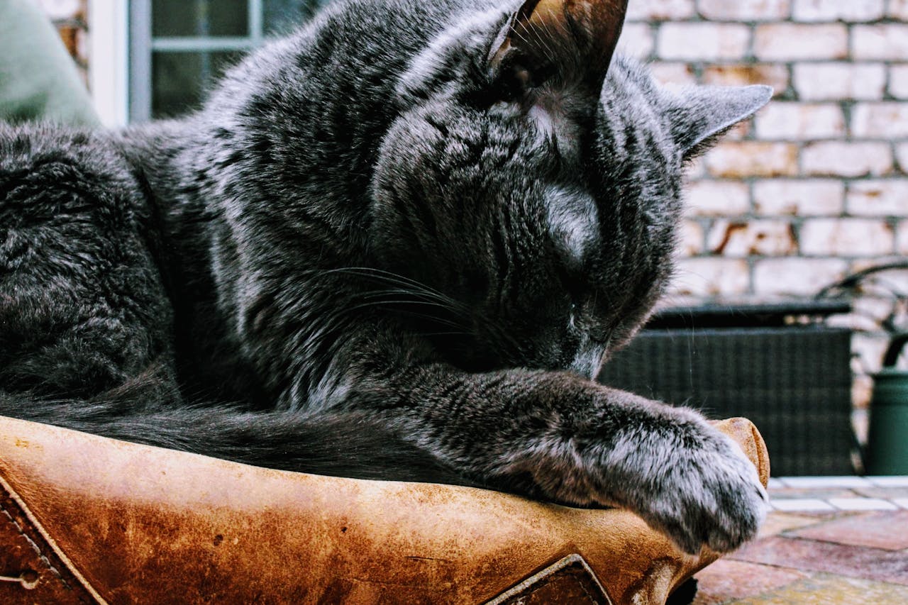 Home Gray domestic cat sleeping on a leather surface outdoors, showcasing tranquility and coziness.